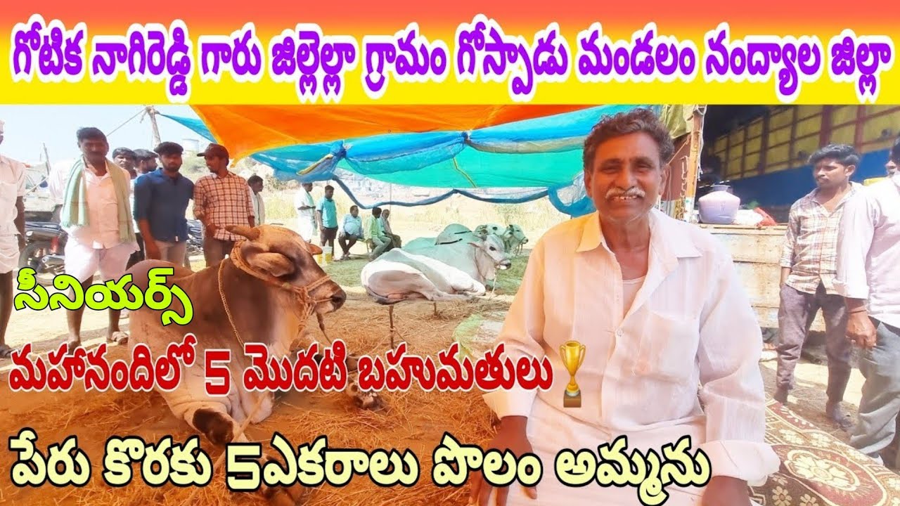 బిజినపల్లి న్యూ కేటగిరి విభాగం బండలాగుడు పోటీలకు వచ్చిన గోటిక నాగిరెడ్డి జిల్లెల్లా గ్రామం గోస్పాడు