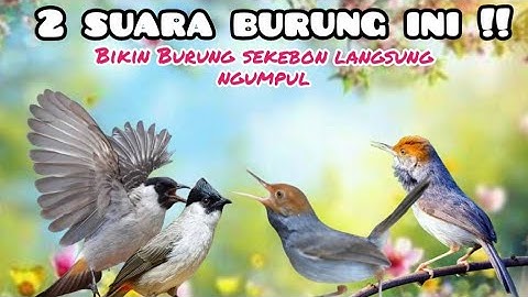 Suara Pikat Kutilang Ribut Dan Prenjak Starter Ribut Untuk pikat Burung Kecil