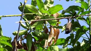 Suara Pikat Kutilang Ribut Dan Prenjak Starter Ribut Untuk pikat Burung Kecil