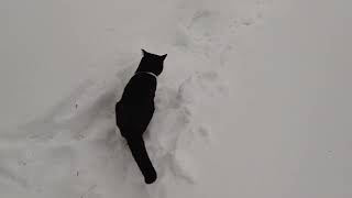 Коты радуются свежевыпавшему снегу. 02.01.2023.