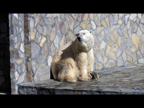 видео: Ленинградский зоопарк. Белый медведь (2019)