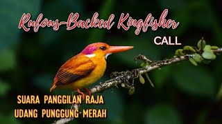 Raja Udang Punggung Merah alias Rufous-Backed Kingfisher (ceyx rufidorsa) dengan suara panggilannya