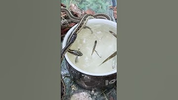 Garter snakes hunting for fish 🐟 😱 #gartersnakes #snakefeeding #snakes