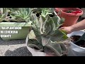 198  trasplantando mi echeveria gigante