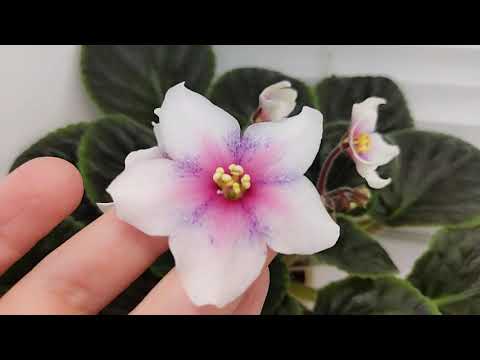 Фиалка Dn-Bora-Bora