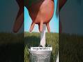 गाय दूध केसे देती है l Cow Milking Process