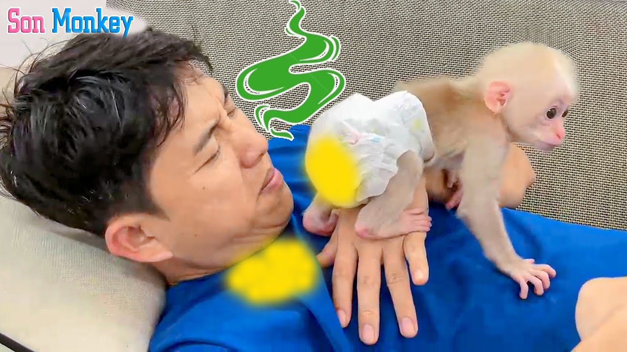 Oh my god the baby monkey pooped on dad's shirt again - funny helpless dad - Son Monkey