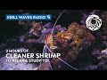 2 hours of cleaner shrimp to relaxstudy  lofi hip hop  monterey bay aquarium krill waves radio