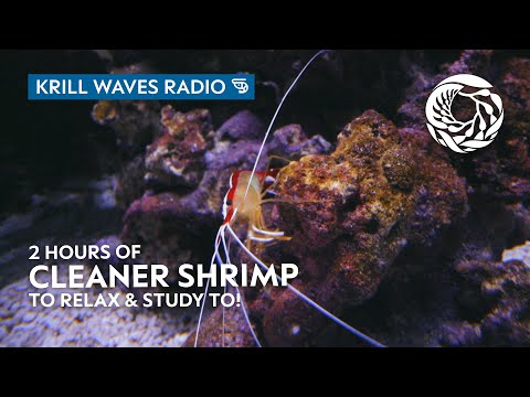 2 Hours of Cleaner Shrimp to Relax/Study | Lofi Hip Hop | Monterey Bay Aquarium Krill Waves Radio