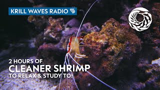 2 Hours of Cleaner Shrimp to Relax/Study | Lofi Hip Hop | Monterey Bay Aquarium Krill Waves Radio