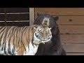 Lion, Tiger &amp; Bear live together at Noah&#39;s Ark