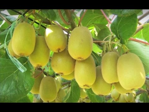 كل موسم شجرة الفاكهة