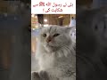 aik billi ka waqia #shorts 😭🥺😭