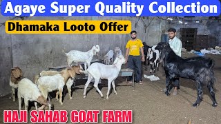 Agaye Super Duper Quality At HAJI SAHAB GOAT FARM | Boer Sojat Gujri Bakre In Bhiwandi 