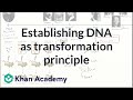 Establishing DNA as transformation principle