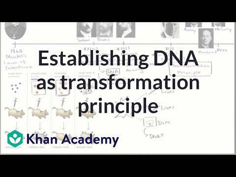 Видео: Какво представлява трансформацията в бактериалната генетика?