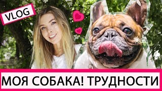 🐶 МОЯ СОБАКА | ТРУДНОСТИ | ВСТРЕЧА В КАФЕ 🐶 МОЯ СОБАКА | ТРУДНОСТИ | ВСТРЕЧА В КАФЕ