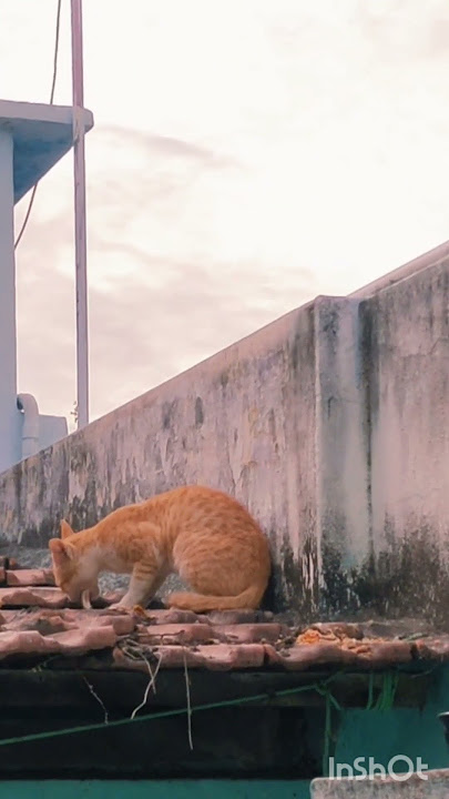 மினி மைலோ மீன் சாப்பிடுகிறார் 😄#trending #cat #catvideos #funnypets #petvideos #comedy #cute #pets