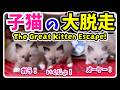【7つ子生後43日目・Part1】赤ちゃん子猫が保育園から大脱走してしまいした!【子猫物語】#猫 #子猫 #ラグドール