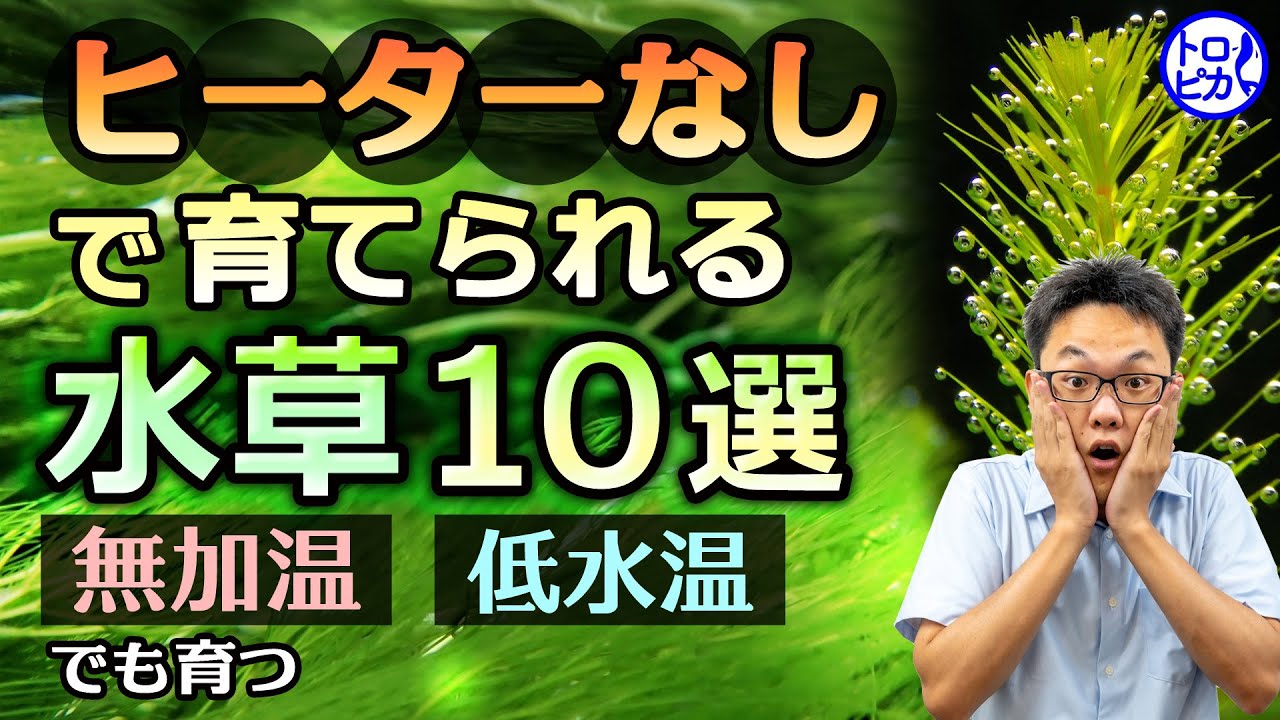 マツモ 水草図鑑 ｎｏ 002 東京アクアガーデン