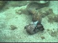 Moray Eels Fight to the Death!