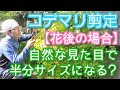 【コデマリの剪定(花後編)】小さく保てて自然に見えるコツ(2026年5月)🌿🙆♂️