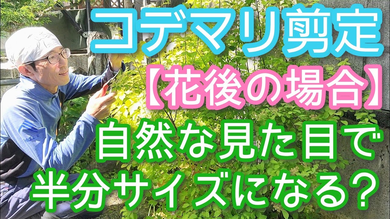 【コデマリの剪定(花後編)】小さく保てて自然に見えるコツ(2026年5月)🌿🙆♂️