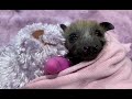 Rescuing a baby flying-fox on the ground:  this is Roses of Picardy