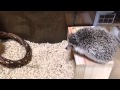 はりねずみ動画◆登ったはいいけど降りられなくなったハリネズミ