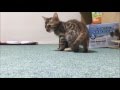 Bengal kitten　ベンガル仔猫（テト）生後５８日 ゴルフボールと段ボール