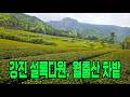 초록색에 진심이라면 꼭 가야 할 곳 🌿 4월의 강진 설록다원 랜선 힐링
