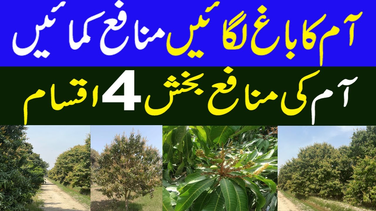 Mango Best Variety | Best Mango Variety in Pakistan  || Kissan Pakistan