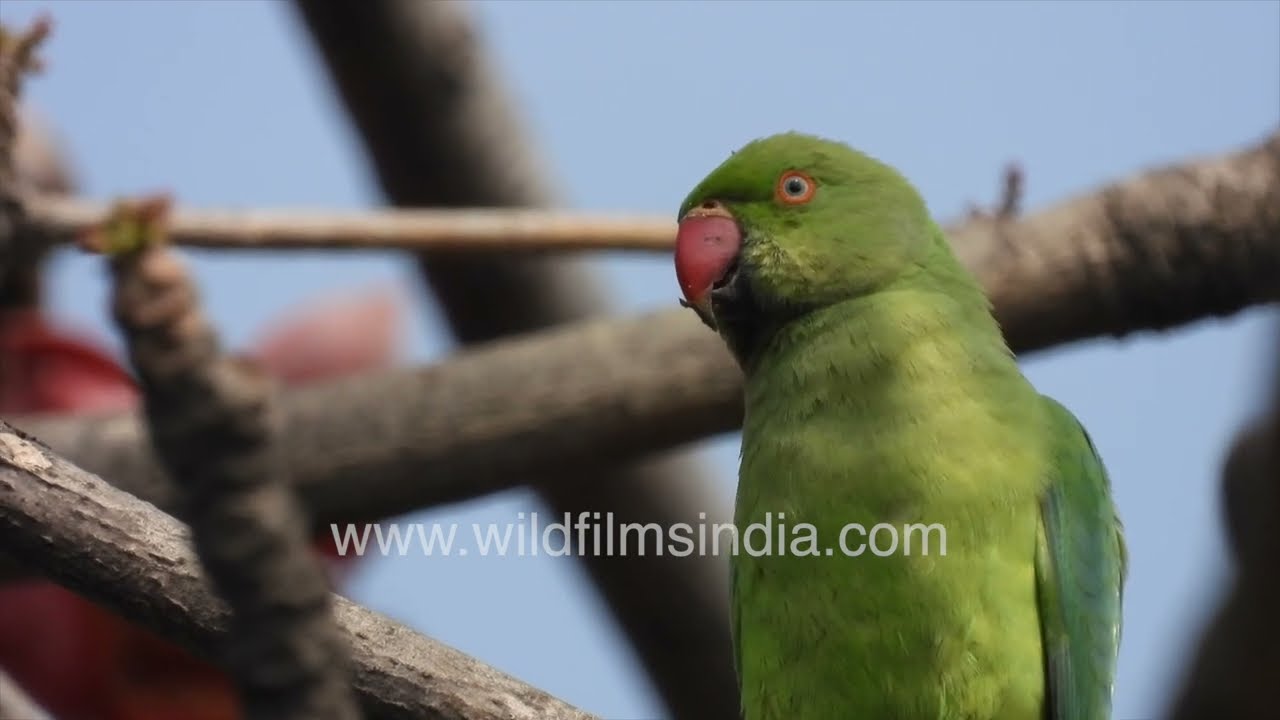 Rose-ringed Parakeets in quiet harmony among vibrant silk cotton blossoms of the sehmal tree