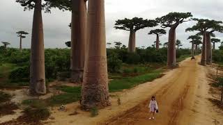 马达加斯加之旅----猴面包树大道1