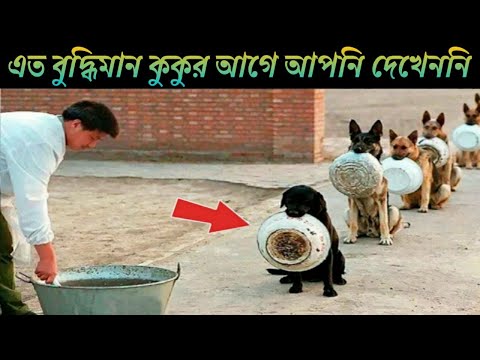 ভিডিও: অরেগন বর্ডার কলি অফিসিয়াল স্টেট কুকুর তৈরি করছে Cons