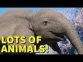 Planet Zoo Cinematic - LOTS of Animals! [4K]