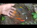 Wow dapat ikan cupang warna warni ikan molly balon lucu ikan mas koki ikan lemonikan leleplaty