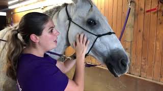 Equine Massage Lesson 7 Part 3