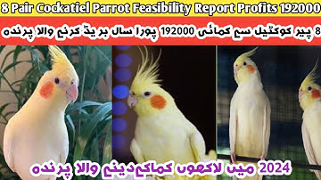 8 Pair Cockatiel Feasibility Report | Cockatiel Business Plan | Cocktail bird Business ideas 2024