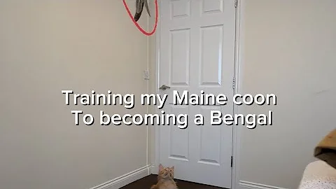 Video 6029001: bengal cat maine coon, trained maine coon