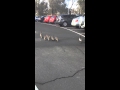 Ducks in the car park