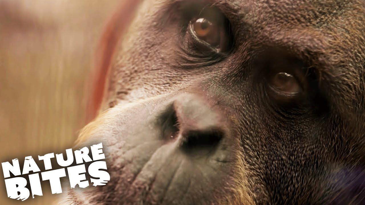 Wildlife ASMR | Ten Minutes Soothing Nature Footage & Sounds | Nature Bites