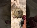 ASMR #いきちゃん #癒し #リチャードソンジリス #かわいい #小動物 #ぺぎちゃん