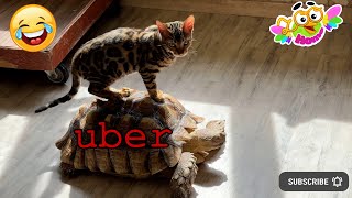 How Leopold the Cat met his unusual turtle taxi