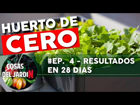 #ZEROGARDEN EP.4 - INCREDIBLE RESULTS IN 4 WEEKS