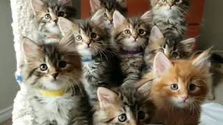 9 kittens born. I was taking pictures, trying to capture them all. Decided to make a video instead