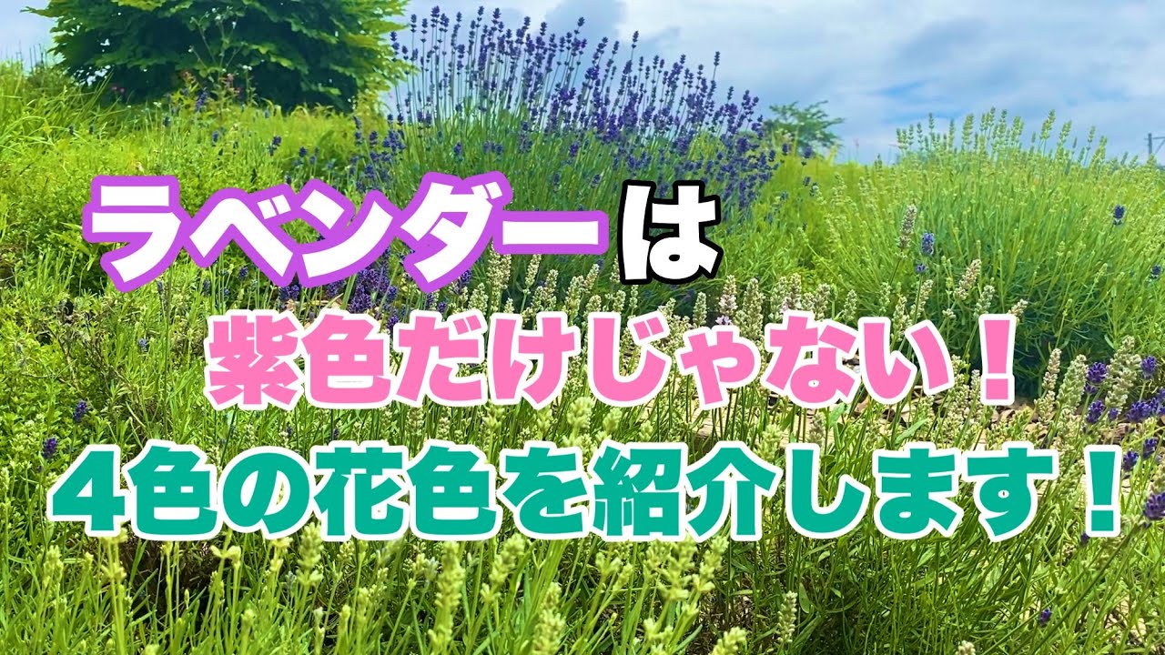 ガーデニング】ラベンダーは紫だけじゃない！白・ピンク・薄紫の