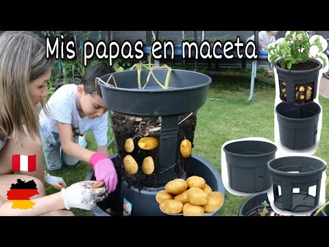 Video: Cultivo de papas en contenedores: Cómo cultivar papas en una maceta