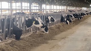 Benefits of Pioneer® brand BMR corn