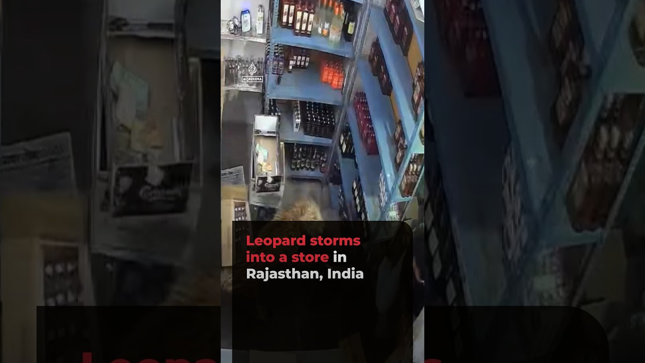 Leopard caught on camera storming into a store in Rajasthan, India
